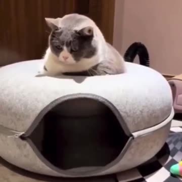 Energy drink vs no energy drink