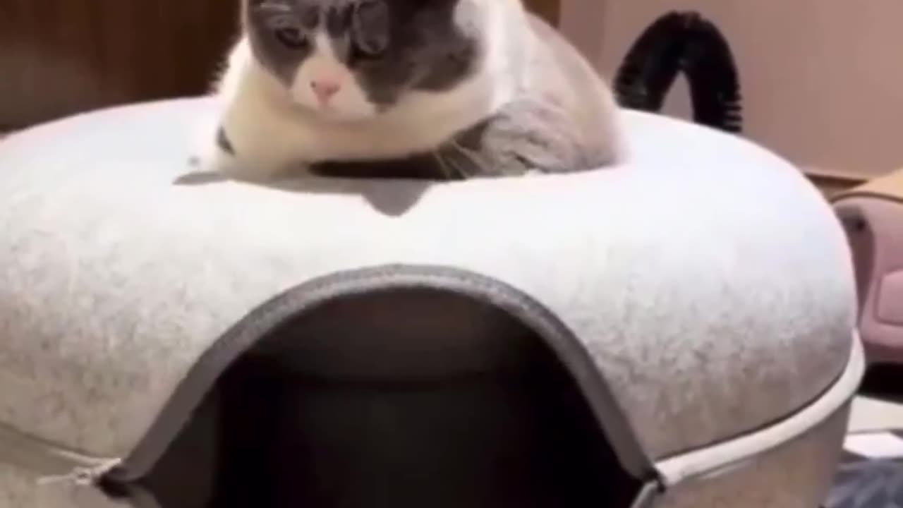 Energy drink vs no energy drink