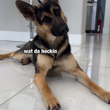 Test this with your pup