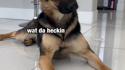 Test this with your pup