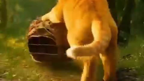Ai fat orange cat
