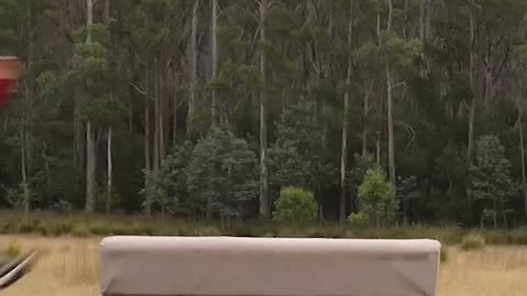 If animals did Parkour 😂 #animalfails #shorts #funnyanimals