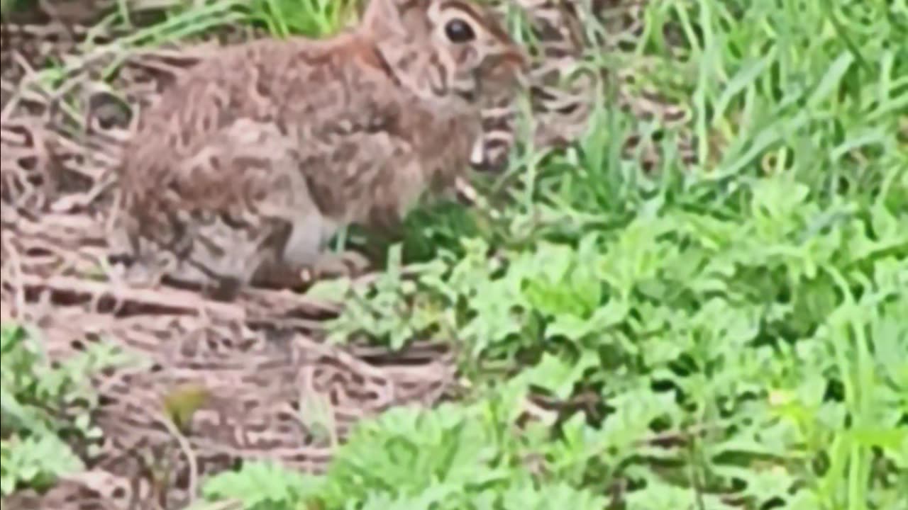 Rabbit 🐇