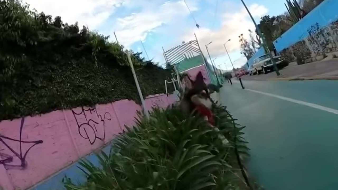 Sniffing Dog Causes Roller Skater Stumble