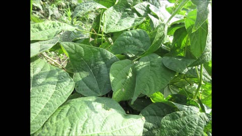 Importance Of Gratitude Yellow Beans July 2024