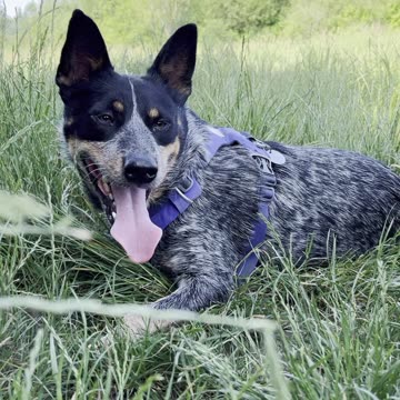 Yuma takes a break 3294832098432908