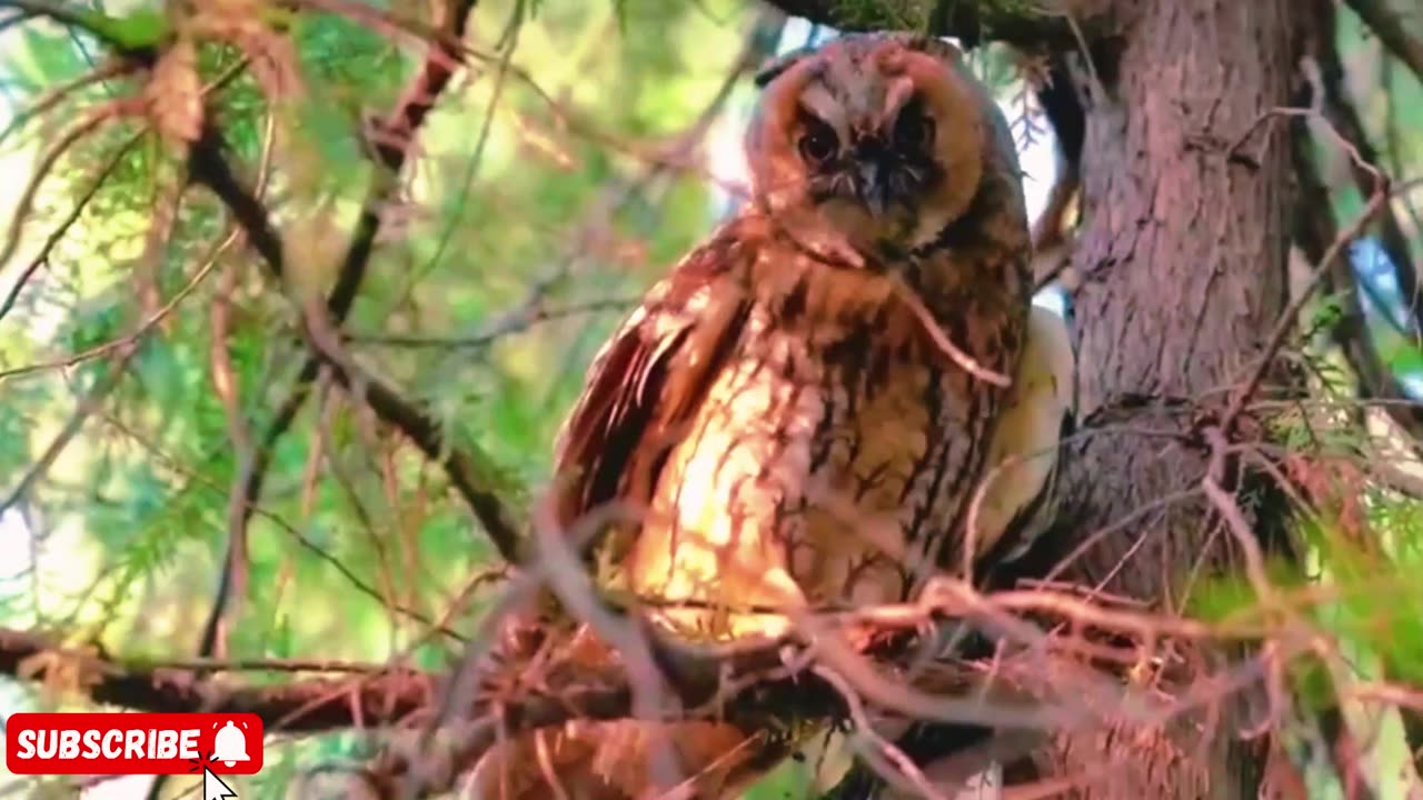 owl is so cute