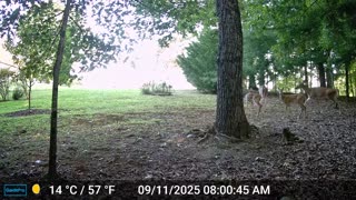The Woods – 09/11/2025