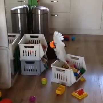 Tomorrow is Monday !