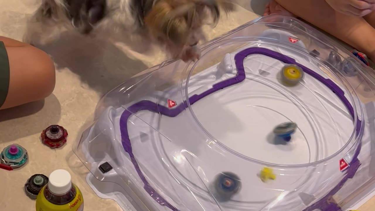 Morkie Gets Invested in Spinning Top Battle