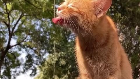 😘 🥰n.n 😍#Ternuritas de 🐯#Gatito 🍊#Naranja 🐳#Tomando 💧#Agua 🐋del 🚰#Grifo. - 👧🏻#Kwt8lb.👍🏻