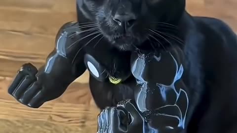 Black Cats Are So Adorable! 🥰 FOLLOW for Daily Cat Videos & LIKE if You Love Cats!