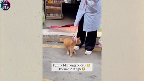 Funny Cats And Dogs 2025 😂 Funny Animals video (part-2)
