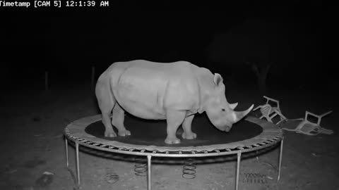 CCTV Camera : Caught Unicorn and Other Animals Jumping On The Trampoline At 3Am. P1