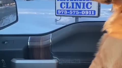 When dog finds itself at the Vets 😂😁