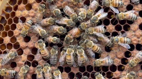 INCREDIBLE! The EXACT Moment a Queen Bee Lays an Egg, Surrounded by Her "Retenue" of Bees! 