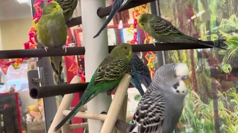 Parakeets
