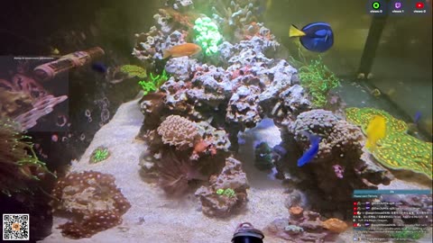 24/7 Real Live Reef Stream
