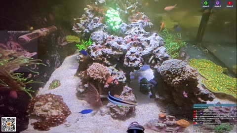 24/7 Real Live Reef Stream