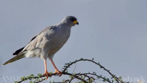 Goshawk in Action 🦅 | Rare Jungle Predator Footage from Amazon 🌿🔥
