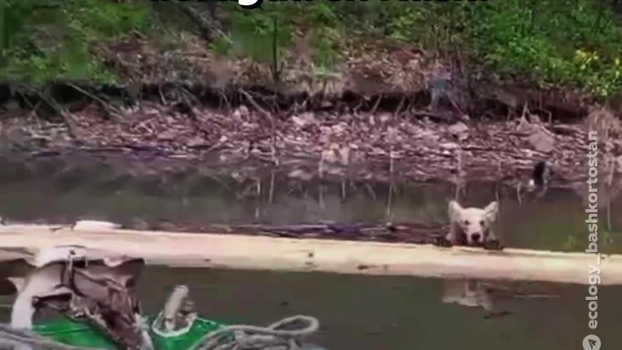 Hombre salva a un osezno que se ahogaba en un embalse en Rusia