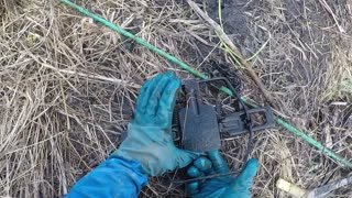 May 12, 2025 - New toy (Comstock Swim Through Beaver Trap)