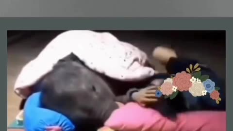 Sleepy elephant