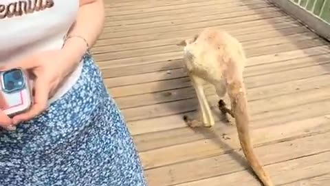 How old is this kangaroo