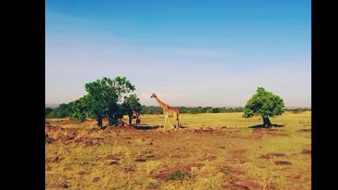 Spotted Wonders: The Unique Patterns of Giraffes