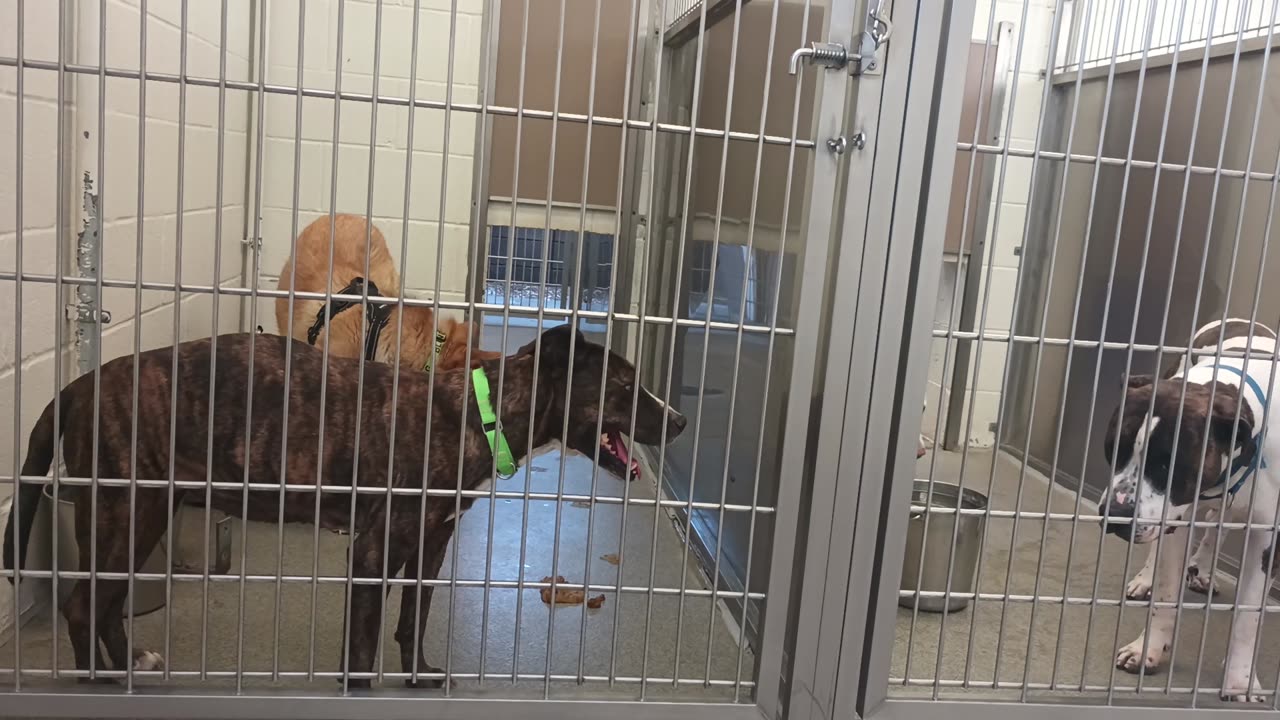 Iris-black 8y A872702 Amarok 6y A869541 kennel 219 harrys haven Iris hides some but❤️her20250629_775