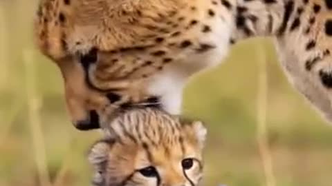 Heroes Aid Cheetah in Bringing New Life Into the World!