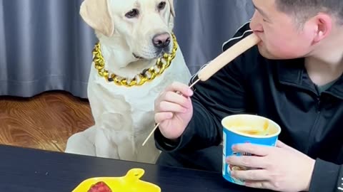 狗狗：你太不是人了，狗的东西都抢Dog: You're not human at all, you snatch things that belong to dogs