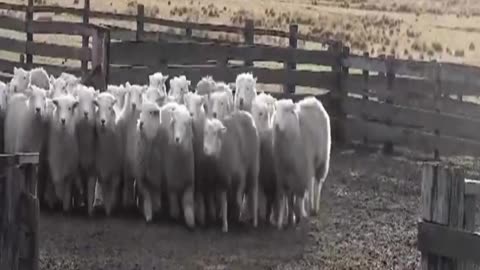 sheep