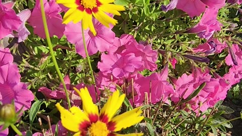"Boutique Coreopsis with Supertunia Vista Bubblegum Petunia Hybrid as backdrop."