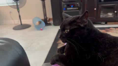 Cute Precious Piper is the Sweetest Fuzzy Baby - Adopting a Cat from a Shelter Vlog