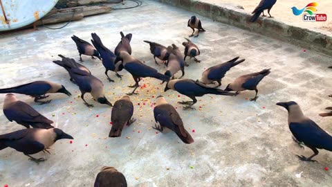Best ever HD video of Crows birds - Crow ki awaaz | Huge numbers of crows crowing loudly sounds P-54