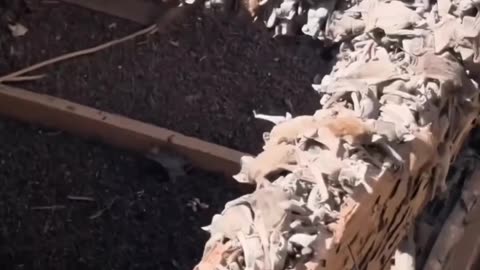 SO MANY BATS IN THE ROOF!!