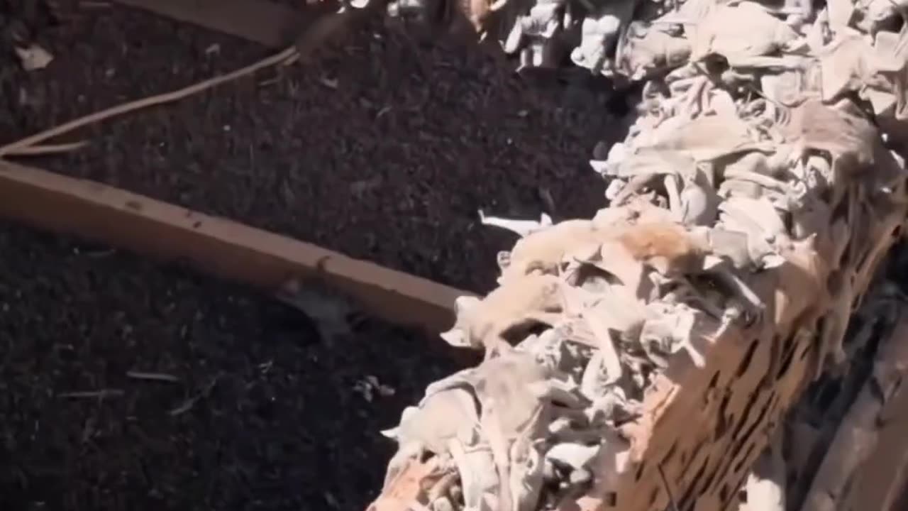 SO MANY BATS IN THE ROOF!!