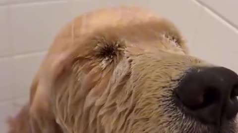 Super happy dog!!! This video is very happy 🤣🤣🤣 #dog #dogsoftiktok #funnyvideos #fyp #cute