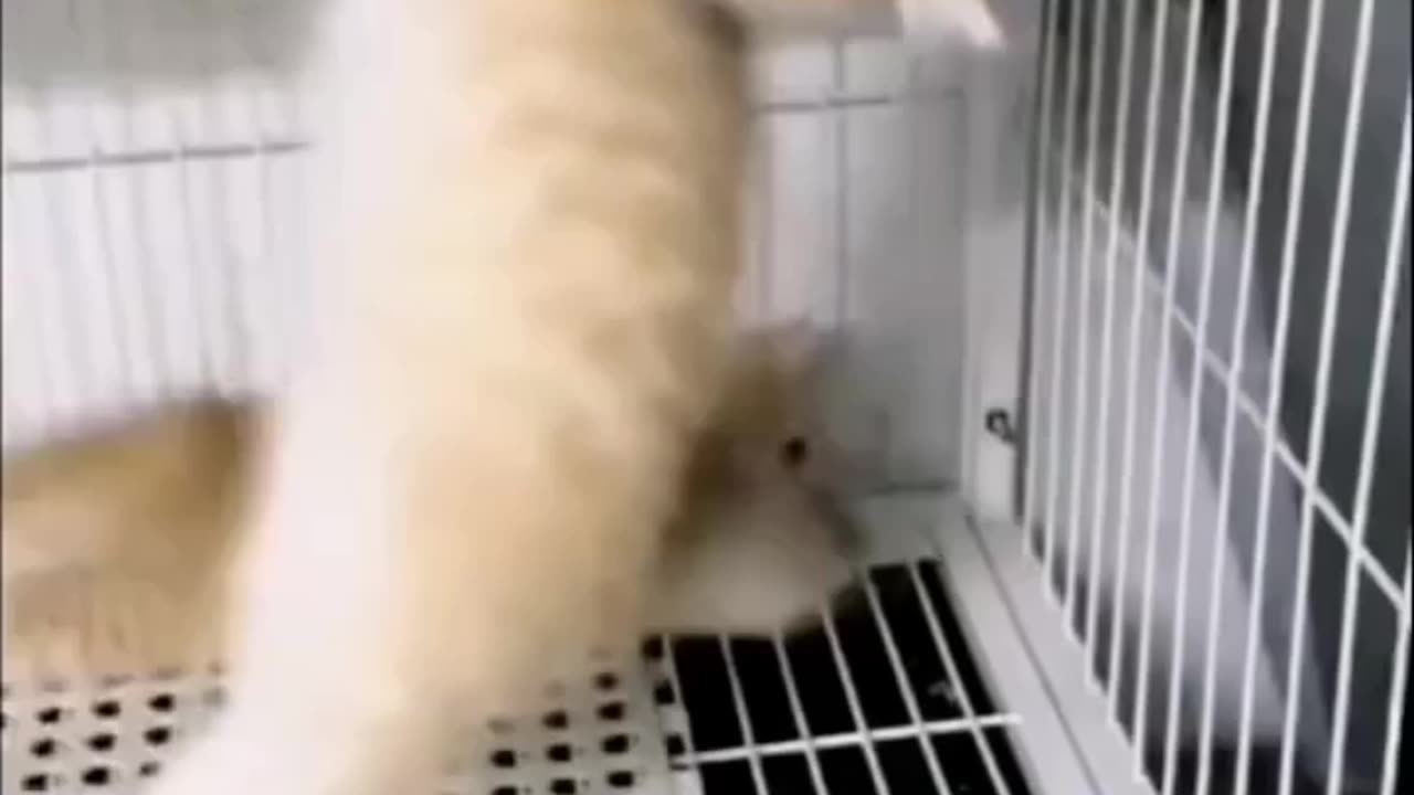 Funny Cats video 2025