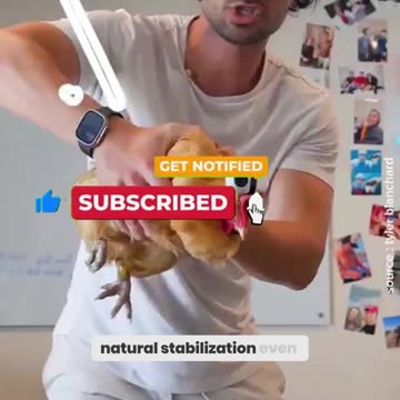 The Craziest Supercar Hack Chicken vs. Stabilizer