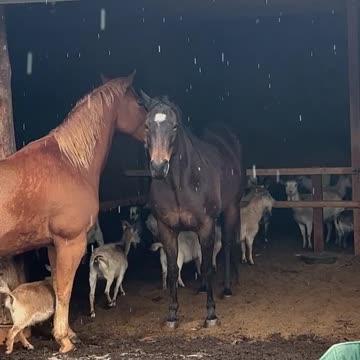 We are NOT happy. It's RAINING!!!