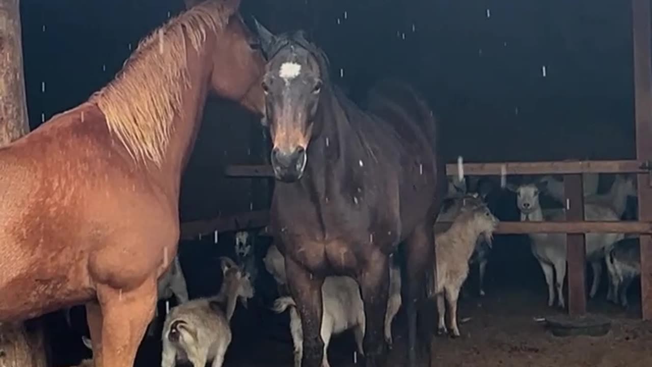 We are NOT happy. It's RAINING!!!