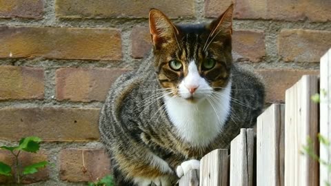 Funny animals - Funny cats dogs - Funny animal videos Best videos of 2025