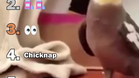 anking The Best Bird Moments