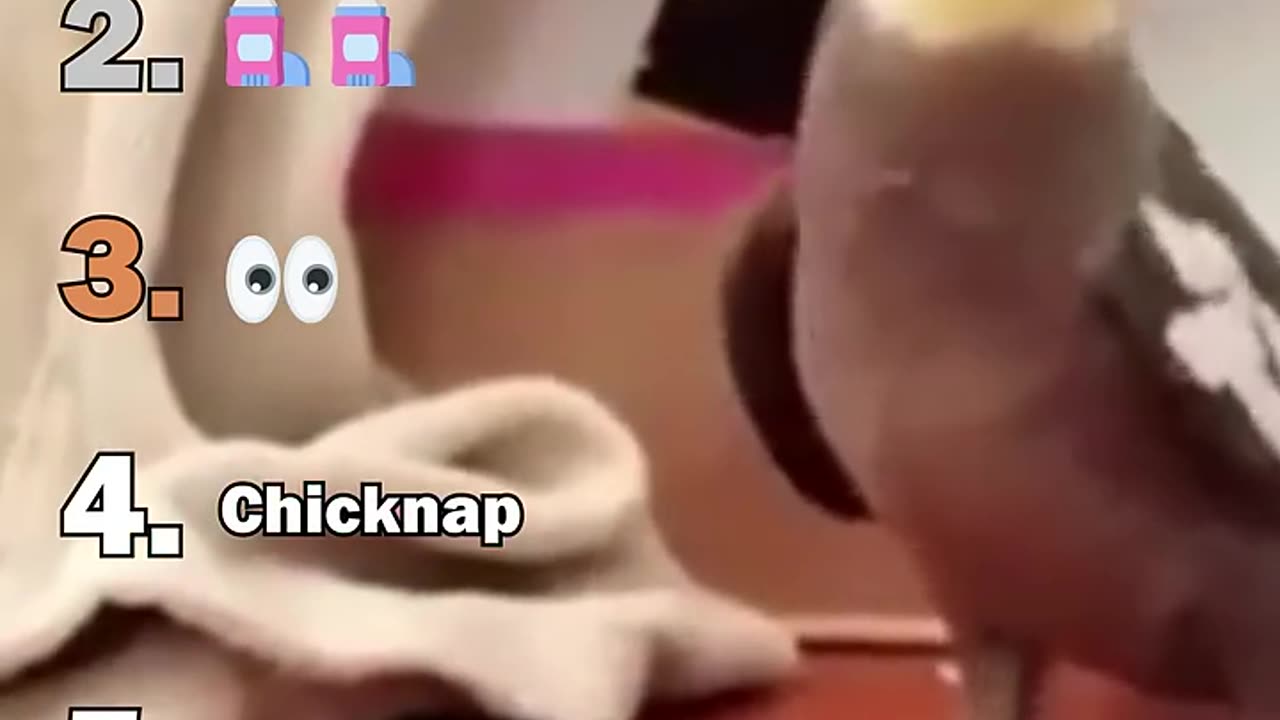 anking The Best Bird Moments