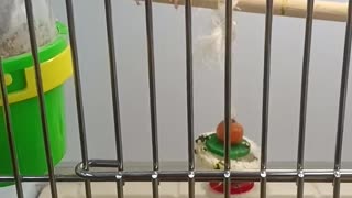 My parakeets sanji and Zoro