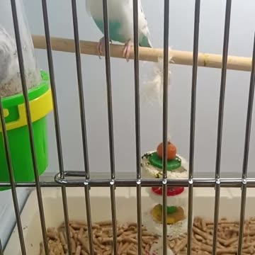 My parakeets sanji and Zoro ,luffy and usop