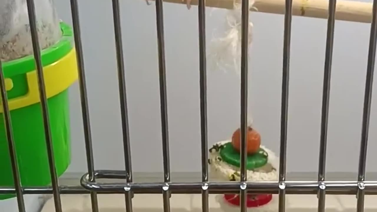 My parakeets sanji and Zoro ,luffy and usop