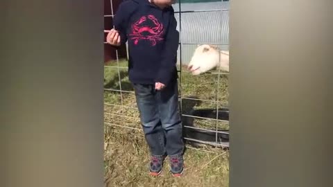 Funny animals videos